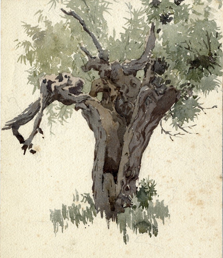 Gnarled tree - watercolour